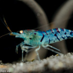 Blue Tiger Garnele im Büroaquarium