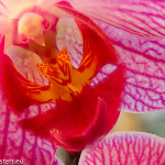 Astrids Orchideen / Focus Stacking