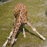 Giraffe im Tierpark Hellabrunn