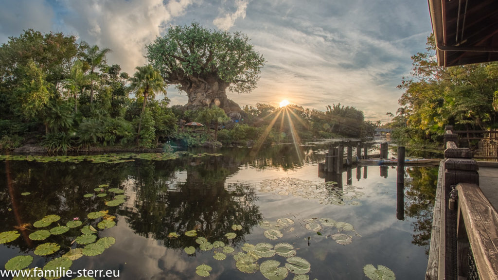 Strahlende Sonne neben dem Tree of Life in Animal Kingdom / Disney World / Florida