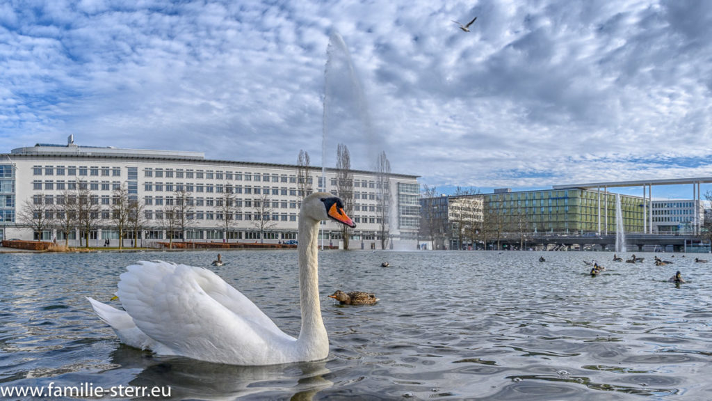 ein weißer Schwan im Messesee vor der neuen messe München