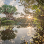 ein Sonnenuntergang am Tree of Life im Animal Kingdom, Disney World, Florida