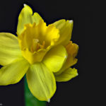 Blüte einer gelben Narzisse vor schwarzem Hintergrund