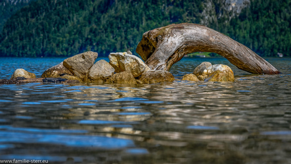 Steine und Wurzel im Königssee