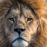Kopf eines Löwen im Tierpark Hellabrunn als Großaufnahme