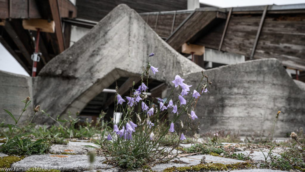 Blume bricht durch den Beton hinter der Tribüne an der Olympia - Regattastrecke in Oberschleißheim