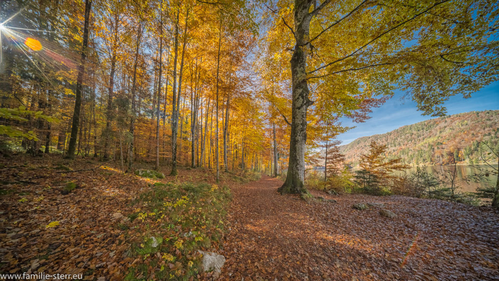 die Sonne strahlt zwischen den herbstlich gefärbten Blättern im Wald am Rande des Alpsees