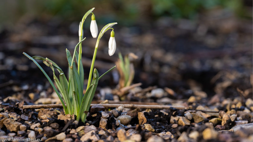 zwei noch nicht geöffnete Schneeglöckchen im Garten