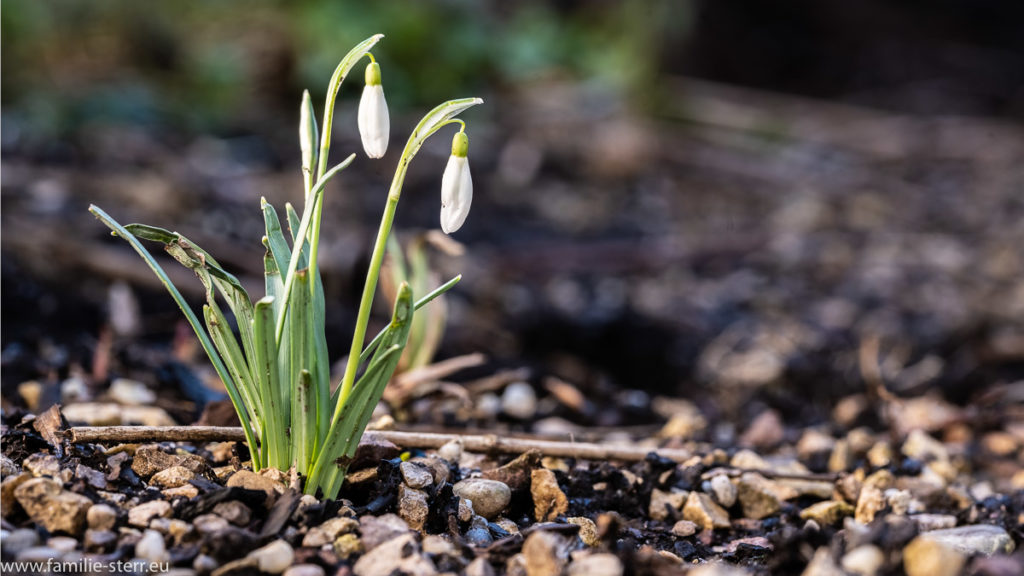 zwei noch nicht geöffnete Schneeglöckchen im Garten