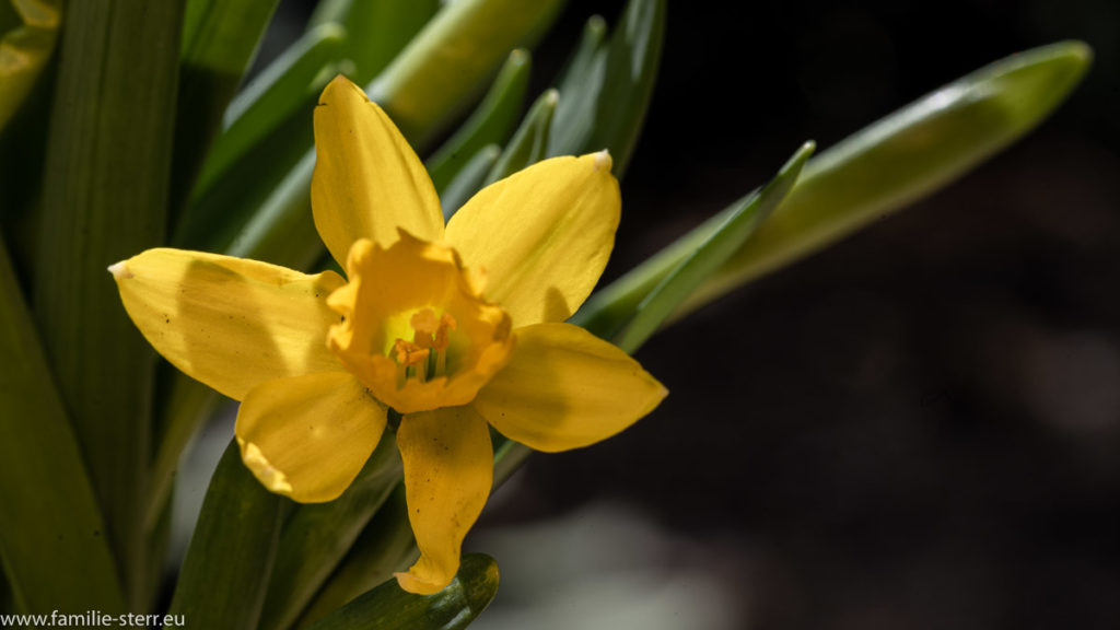 gelbe Blüte einer Osterglocke