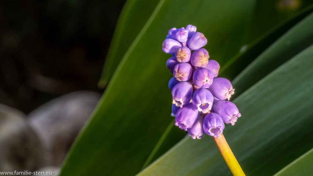 violette Blüte einer Traubenhyazinthe